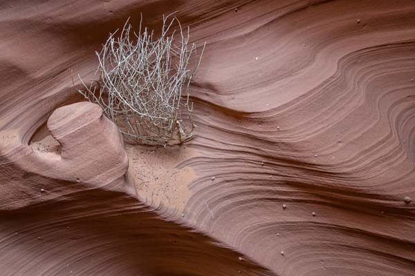 Tumbleweed in Rattlesnake Slot Canyon